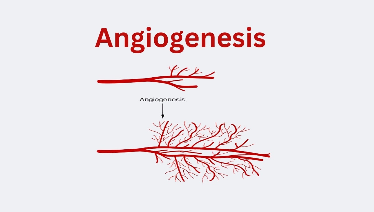 Angiogenesis formation of new blood vessels, enhancing circulation