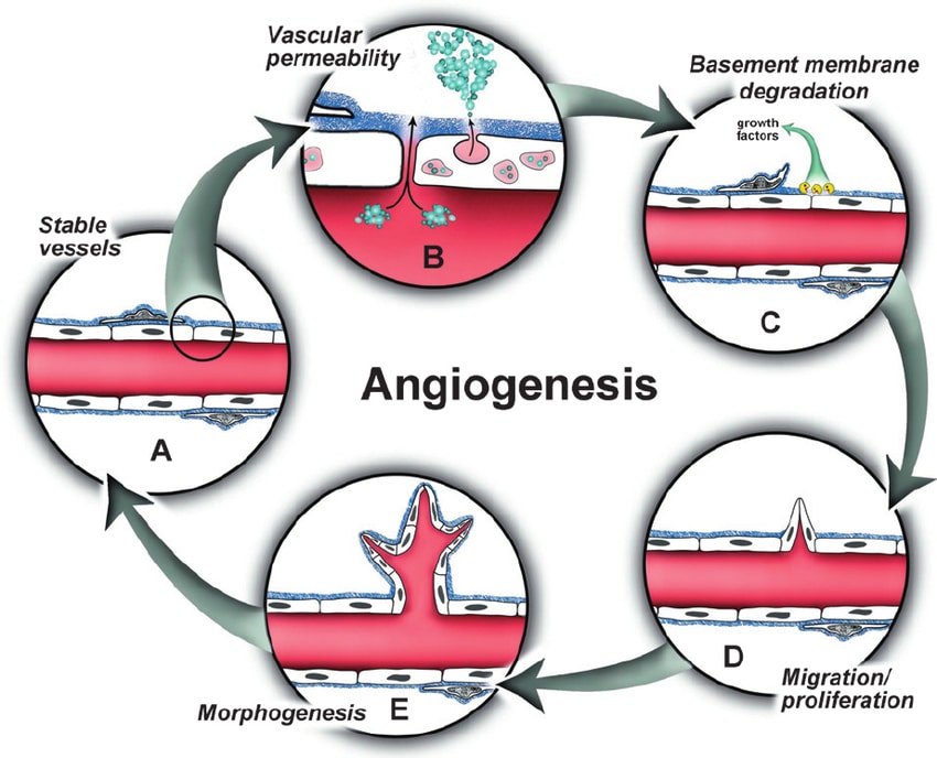 Stem Cell Recruitment